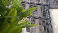 Stefania — 1
